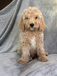 Puppies<br/>AKC Moyen Poodles and Micro Mini Bernedoodles
