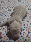 puppy<br/>AKC Standard Poodle puppies