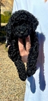 Dog<br/>Mini Goldendoodle