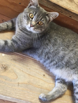 Semi feral cat FREE<br/>Garage/Barn Cat