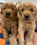 Red Golden Retriever puppies ready sept 29th.<br/>5 males and 1 female left.