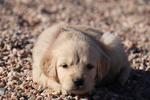 Purebred Golden Retreiver<br/>Registered Golden Retreiver Puppies﻿