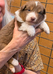 PUPPIES<br/>FOR SALE