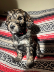 Bernedoodle Puppies (F1B)