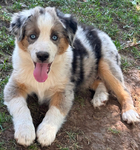 Miniature Australian Shepard<br/>PUPPIES!!!!