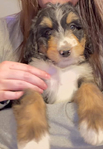 puppy <br/>F1 Bernedoodle