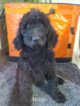 puppy<br/>AKC Standard Poodles