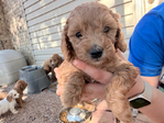 Miniature Goldendoodle Puppies<br/>Miniature Goldendoodle Puppies!