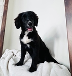 Bernedoodles!<br/>Have you ever had a puppy smile at you?