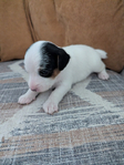 Jack Russell Terrier <br/>Purebred Jack Russell Terrier