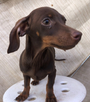 Dachshund puppies<br/>Adorable pure-bred Dachshund puppies