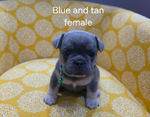 French Bulldog puppies