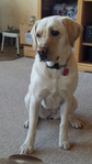 LAB LOOKING FOR A MATE!!