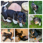 Longhair Dachshund AKC pups!<br/>DNA Tested AKC registered trained pups! 11 wks old!