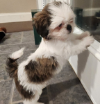 PUPPIES--<br/>10 WEEL OLD FULL BRED SHIH TZUS FOR SALE