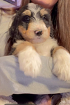 puppy <br/>F1 Bernedoodle