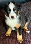Miniature Australian Shepard<br/>PUPPIES!!!!