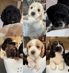 Cocker Spaniels Puppies<br/>Cocker Spaniels Boys!