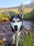 Siberian Husky