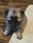 Keeshond Puppies