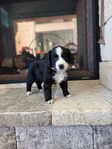 Bernedoodle Mountain Puppies!<br/>Our beautiful Bernedoodle Puppies will be ready to go home to their forever families the week of July Fourth!