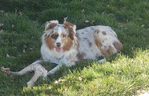 Australian Shepherd <br/>not your typical Australian Shepherd