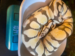 Ball Pythons<br/>Ball python babies and sub adult