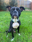 Bishop- a Boxer Mix<br/>Saved from Euthanasia- Needs a Home!