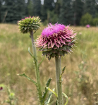 Big Sage Eco Solutions<br/>Invasive Weed Control