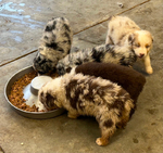 Puppies<br/>For Sale
Australian Shepherd