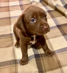 American Bandogge Mastiff Puppies <br/>American Bandogge Mastiff Puppies