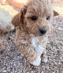 Miniature Goldendoodle Puppies<br/>Miniature Goldendoodle Puppies!