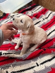F1B Golden Doodles Ready to go Oct 8<br/>Greatest family pets, service animals or 4H