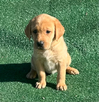 Labrador Retriever<br/>AKC Yellow and Red Fox Labrador Retriever Puppies