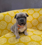 French Bulldog puppies