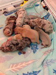 Purebred long hair mini dachshunds