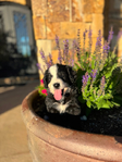 Puppies<br/>Bernedoodle Puppies For Sale!