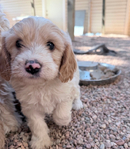 Miniature Goldendoodle Puppies<br/>Miniature Goldendoodle Puppies!