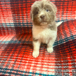 AKC Newfie Puppies<br/>9 of 11 AKC Newfoundland Puppies