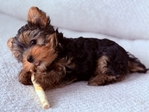 Puppies!<br/>Two Adorable Yorkie Puppies Looking for Forever Homes!