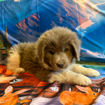 AKC Gray Newfoundland<br/>AKC Newfie Puppy - Pink - Female (Nippet)