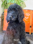 puppy<br/>AKC Standard Poodles