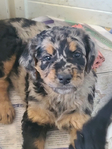 puppy<br/>CKC STANDARD F1 BERNEDOODLE