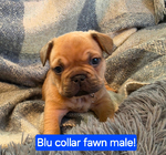 French Bulldog<br/>French Bulldog AKC