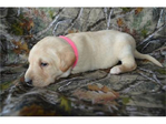 Dogs<br/>Excellent Hybrid Retriever puppies & started dogs available!