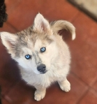 AKC Siberian Husky Puppies