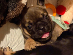 French Bulldog Puppies<br/>Frenchies Ready for Your Easter Gift