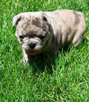 French Bulldog Puppies<br/>French Bulldog Puppies