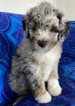 DOODLE PUPPIES!<br/>Goldendoodles, Aussiedoodles,  Bernedoodles, Cockapoos