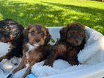 Puppies<br/>Adorable Cavapoo Puppies